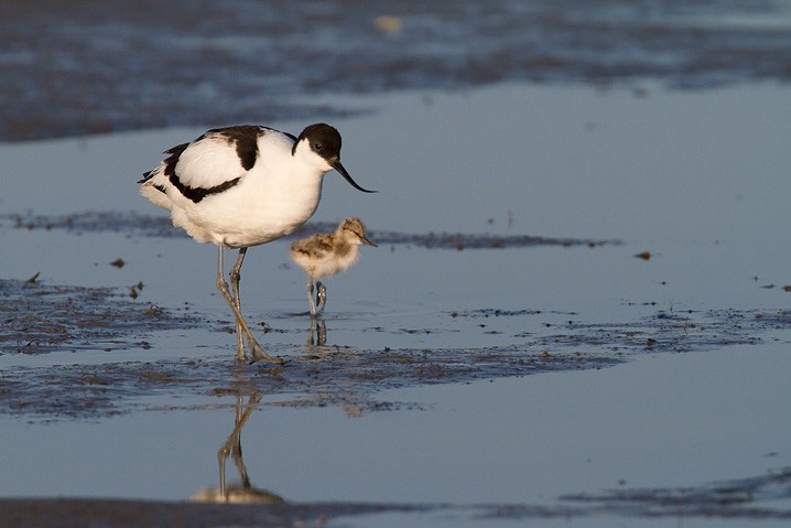 - Recurvirostra avosetta - Pied Avocet